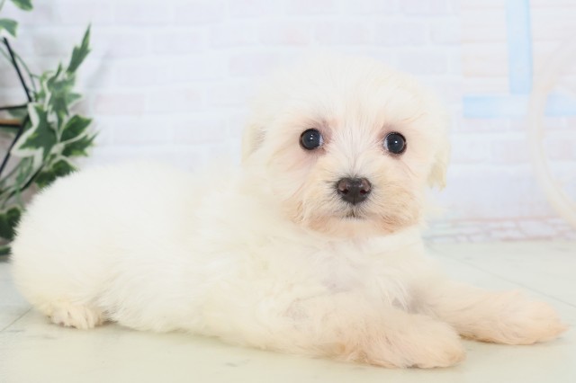 岡山県のマルチーズ (Coo&RIKU岡山店/2025年11月8日生まれ/女の子/ホワイト)の子犬の2枚目の画像