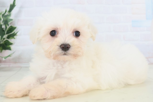 岡山県のマルチーズ (Coo&RIKU岡山店/2025年11月8日生まれ/女の子/ホワイト)の子犬の3枚目の画像