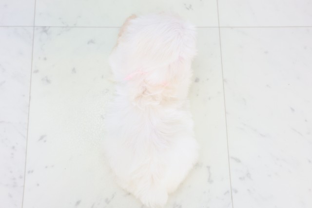 岡山県のマルチーズ (Coo&RIKU岡山店/2025年11月8日生まれ/女の子/ホワイト)の子犬の4枚目の画像