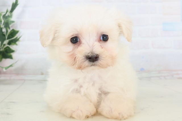 高知県のマルチーズ (Coo&RIKU高知御座店/2025年11月8日生まれ/男の子/ホワイト)の子犬の1枚目の画像