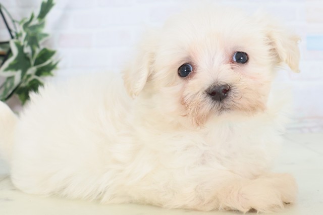 高知県のマルチーズ (Coo&RIKU高知御座店/2025年11月8日生まれ/男の子/ホワイト)の子犬の2枚目の画像