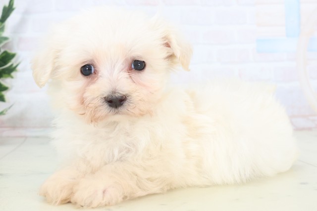 高知県のマルチーズ (Coo&RIKU高知御座店/2025年11月8日生まれ/男の子/ホワイト)の子犬の3枚目の画像