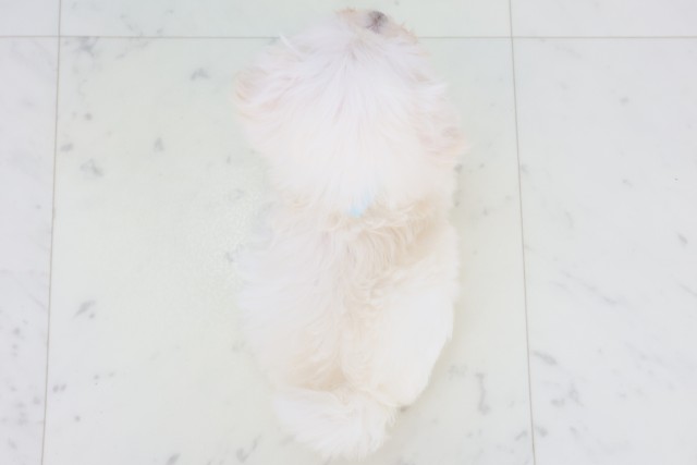 高知県のマルチーズ (Coo&RIKU高知御座店/2025年11月8日生まれ/男の子/ホワイト)の子犬の4枚目の画像