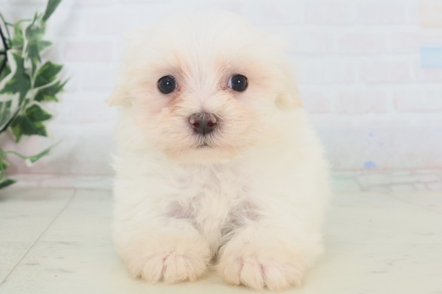 愛媛県のマルチーズ (Coo&RIKU愛媛松山店/2025年11月8日生まれ/男の子/ホワイト)の子犬の1枚目の画像