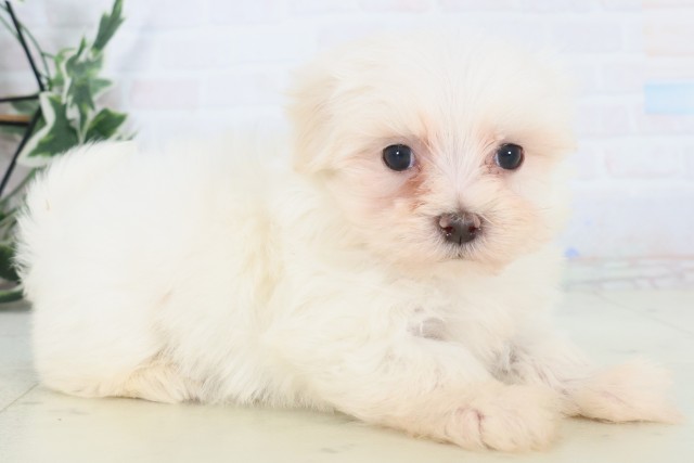 愛媛県のマルチーズ (Coo&RIKU愛媛松山店/2025年11月8日生まれ/男の子/ホワイト)の子犬の2枚目の画像