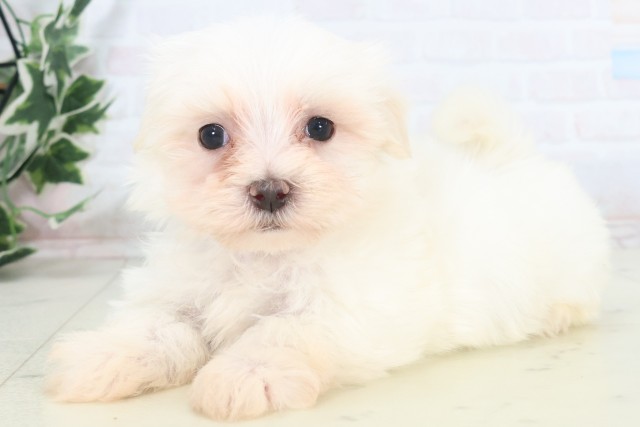 愛媛県のマルチーズ (Coo&RIKU愛媛松山店/2025年11月8日生まれ/男の子/ホワイト)の子犬の3枚目の画像