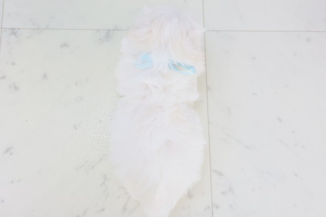 愛媛県のマルチーズ (Coo&RIKU愛媛松山店/2025年11月8日生まれ/男の子/ホワイト)の子犬の4枚目の画像