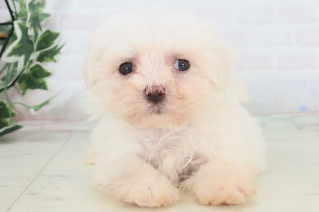 沖縄県のマルチーズ (Coo&RIKUイオン北谷店/2025年11月8日生まれ/男の子/ホワイト)の子犬の1枚目の画像