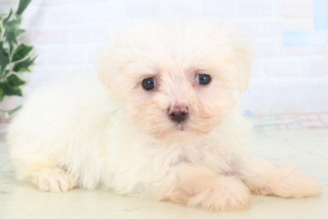 沖縄県のマルチーズ (Coo&RIKUイオン北谷店/2025年11月8日生まれ/男の子/ホワイト)の子犬の2枚目の画像