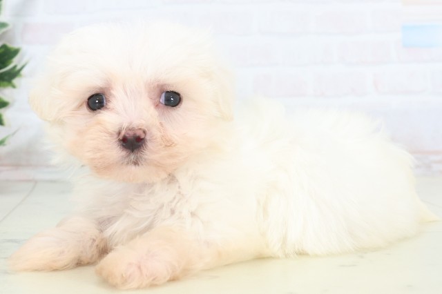 沖縄県のマルチーズ (Coo&RIKUイオン北谷店/2025年11月8日生まれ/男の子/ホワイト)の子犬の3枚目の画像