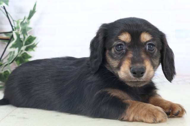 広島県のミニチュアダックスフンド(ロング) (Coo&RIKU東広島店/2025年11月6日生まれ/女の子/ブラックタン)の子犬の2枚目の画像