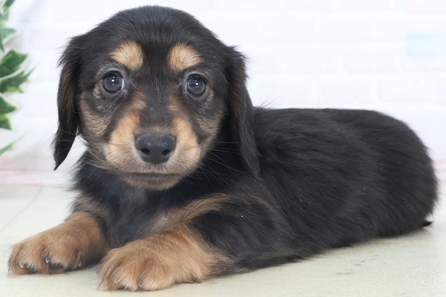 広島県のミニチュアダックスフンド(ロング) (Coo&RIKU東広島店/2025年11月6日生まれ/女の子/ブラックタン)の子犬の3枚目の画像