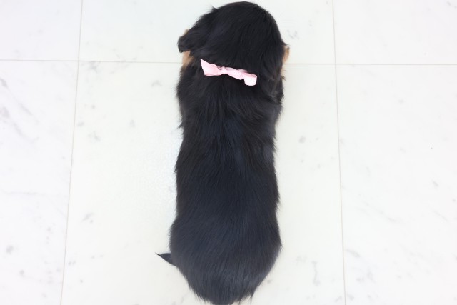 広島県のミニチュアダックスフンド(ロング) (Coo&RIKU東広島店/2025年11月6日生まれ/女の子/ブラックタン)の子犬の4枚目の画像