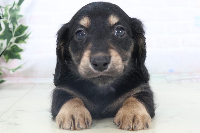 福岡県のミニチュアダックスフンド(ロング) (Coo&RIKU福岡東店/2025年11月6日生まれ/男の子/ブラックタン)の子犬