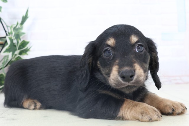 福岡県のミニチュアダックスフンド(ロング) (Coo&RIKU福岡東店/2025年11月6日生まれ/男の子/ブラックタン)の子犬の2枚目の画像