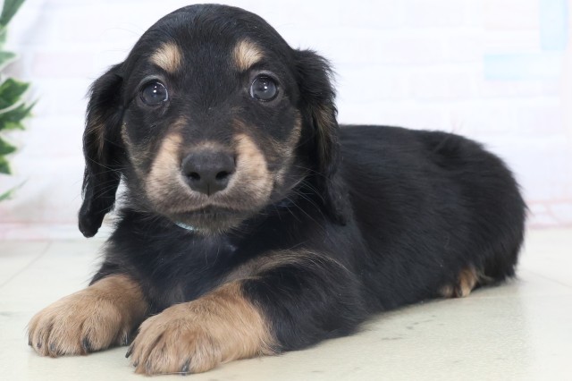 福岡県のミニチュアダックスフンド(ロング) (Coo&RIKU福岡東店/2025年11月6日生まれ/男の子/ブラックタン)の子犬の3枚目の画像