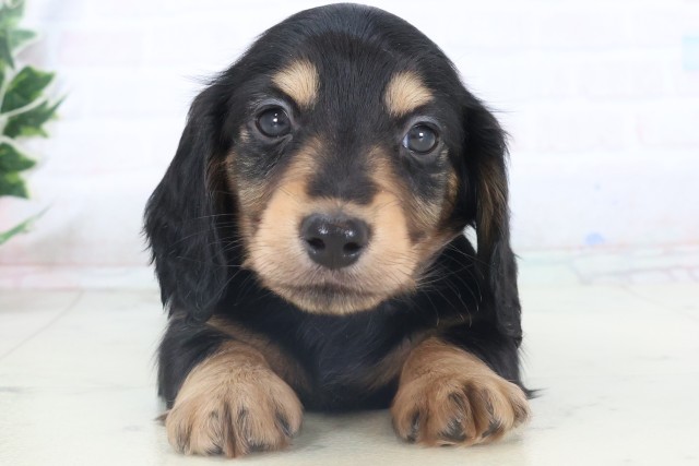 熊本県のミニチュアダックスフンド(ロング) (Coo&RIKU宇土シティモール店/2025年11月6日生まれ/男の子/ブラックタン)の子犬