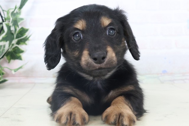 熊本県のミニチュアダックスフンド(ロング) (Coo&RIKU熊本店/2025年11月6日生まれ/男の子/ブラックタン)の子犬