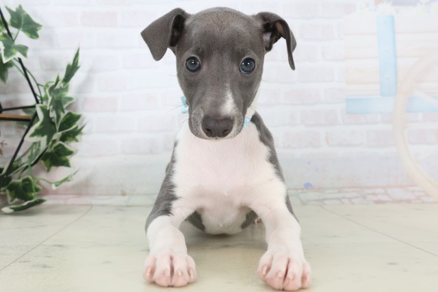 沖縄県のイタリアングレーハウンド (Coo&RIKU沖縄浦添店/2025年11月5日生まれ/男の子/ブルーホワイトマーキングス)の子犬の1枚目の画像