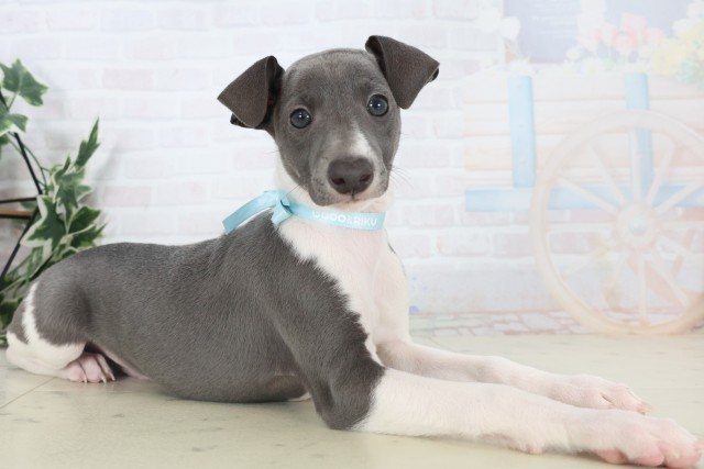 沖縄県のイタリアングレーハウンド (Coo&RIKU沖縄浦添店/2025年11月5日生まれ/男の子/ブルーホワイトマーキングス)の子犬の2枚目の画像