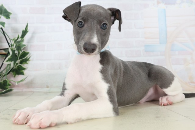 沖縄県のイタリアングレーハウンド (Coo&RIKU沖縄浦添店/2025年11月5日生まれ/男の子/ブルーホワイトマーキングス)の子犬の3枚目の画像