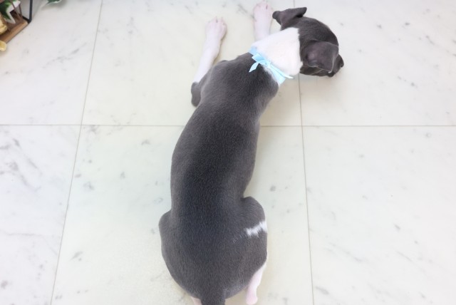 沖縄県のイタリアングレーハウンド (Coo&RIKU沖縄浦添店/2025年11月5日生まれ/男の子/ブルーホワイトマーキングス)の子犬の4枚目の画像