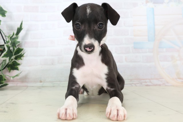 山口県のイタリアングレーハウンド (Coo&RIKUサンパークあじす店/2025年11月5日生まれ/女の子/シールホワイトマーキング)の子犬の1枚目の画像