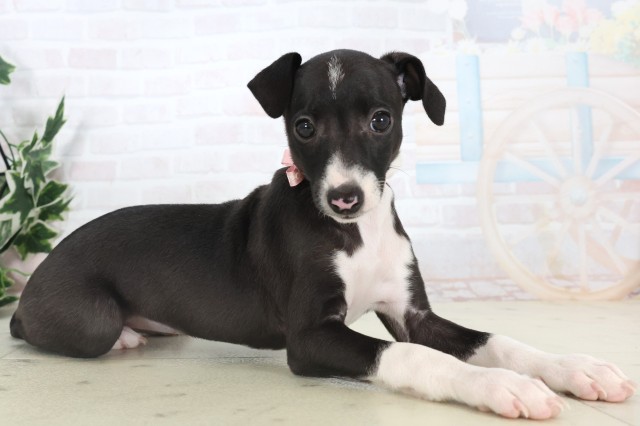 山口県のイタリアングレーハウンド (Coo&RIKUサンパークあじす店/2025年11月5日生まれ/女の子/シールホワイトマーキング)の子犬の2枚目の画像