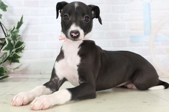 山口県のイタリアングレーハウンド (Coo&RIKUサンパークあじす店/2025年11月5日生まれ/女の子/シールホワイトマーキング)の子犬の3枚目の画像