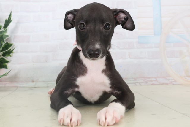 岡山県のイタリアングレーハウンド (Coo&RIKU岡山店/2025年11月5日生まれ/女の子/シールホワイトマーキング)の子犬の1枚目の画像