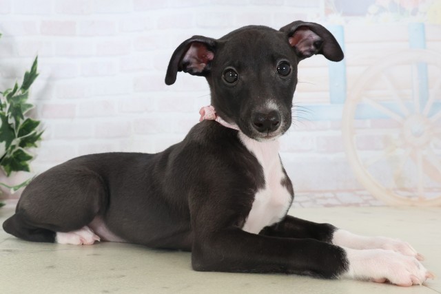 岡山県のイタリアングレーハウンド (Coo&RIKU岡山店/2025年11月5日生まれ/女の子/シールホワイトマーキング)の子犬の2枚目の画像
