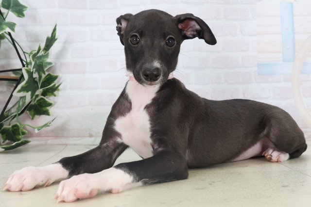 岡山県のイタリアングレーハウンド (Coo&RIKU岡山店/2025年11月5日生まれ/女の子/シールホワイトマーキング)の子犬の3枚目の画像