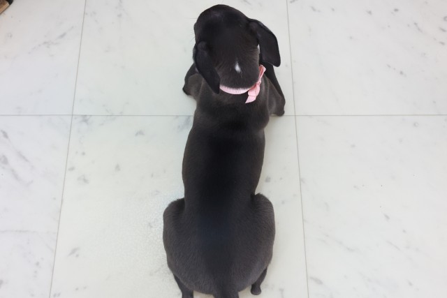 岡山県のイタリアングレーハウンド (Coo&RIKU岡山店/2025年11月5日生まれ/女の子/シールホワイトマーキング)の子犬の4枚目の画像