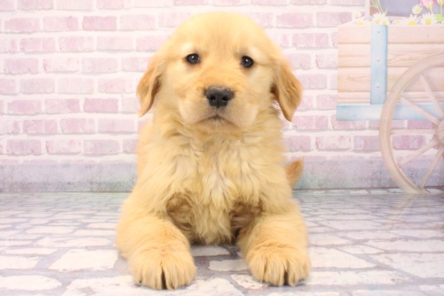 ゴールデン・レトリバー