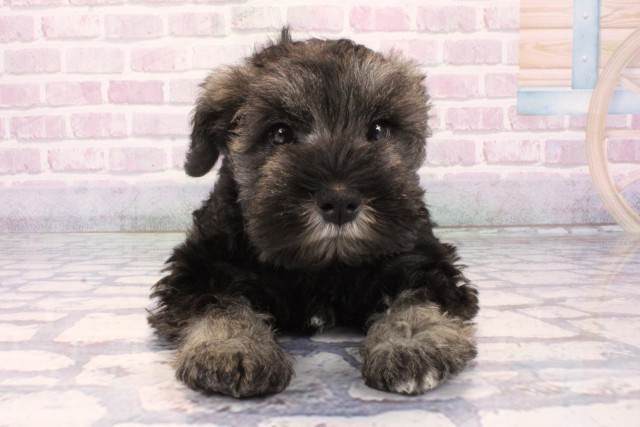 大阪府のミニチュアシュナウザー (Coo&RIKU天王寺店/2025年11月6日生まれ/男の子/ソルトペッパー)の子犬の1枚目の画像