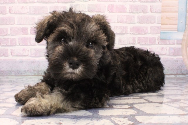 大阪府のミニチュアシュナウザー (Coo&RIKU天王寺店/2025年11月6日生まれ/男の子/ソルトペッパー)の子犬の3枚目の画像