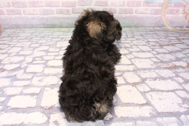 大阪府のミニチュアシュナウザー (Coo&RIKU天王寺店/2025年11月6日生まれ/男の子/ソルトペッパー)の子犬の4枚目の画像