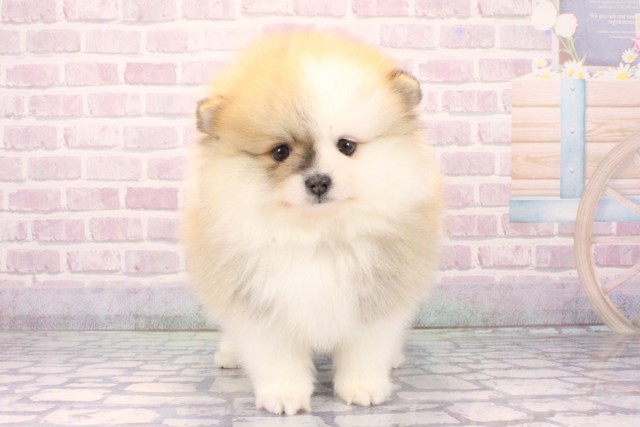 大阪府のポメラニアン (Coo&RIKU天王寺店/2025年11月7日生まれ/女の子/パーティーカラー)の子犬の1枚目の画像
