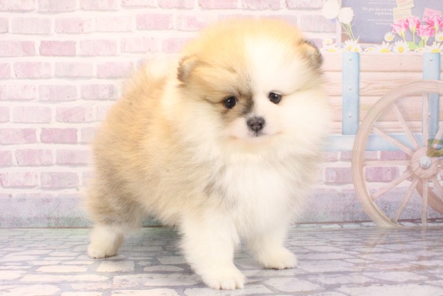 大阪府のポメラニアン (Coo&RIKU天王寺店/2025年11月7日生まれ/女の子/パーティーカラー)の子犬の2枚目の画像