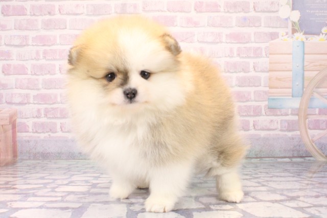 大阪府のポメラニアン (Coo&RIKU天王寺店/2025年11月7日生まれ/女の子/パーティーカラー)の子犬の3枚目の画像