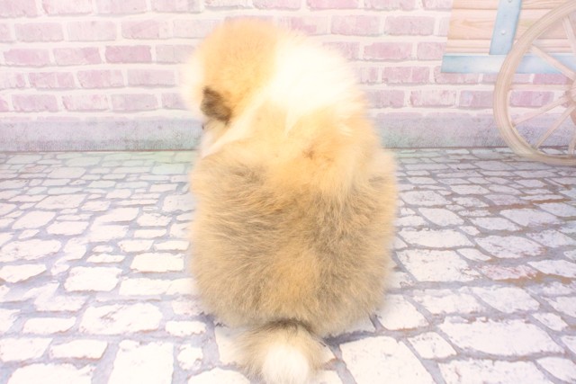 大阪府のポメラニアン (Coo&RIKU天王寺店/2025年11月7日生まれ/女の子/パーティーカラー)の子犬の4枚目の画像