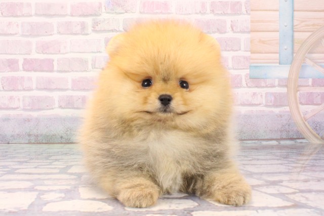 兵庫県のポメラニアン (Coo&RIKU丹波店/2025年11月7日生まれ/女の子/オレンジ)の子犬の1枚目の画像