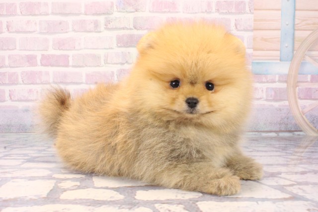 兵庫県のポメラニアン (Coo&RIKU丹波店/2025年11月7日生まれ/女の子/オレンジ)の子犬の2枚目の画像