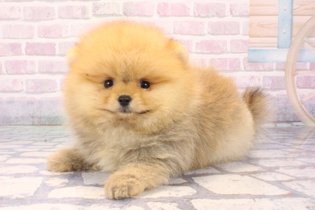 兵庫県のポメラニアン (Coo&RIKU丹波店/2025年11月7日生まれ/女の子/オレンジ)の子犬の3枚目の画像
