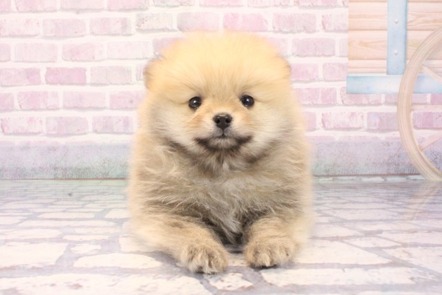 兵庫県のポメラニアン (Coo&RIKU神戸三宮店/2025年11月8日生まれ/男の子/ウルフセーブル)の子犬の1枚目の画像