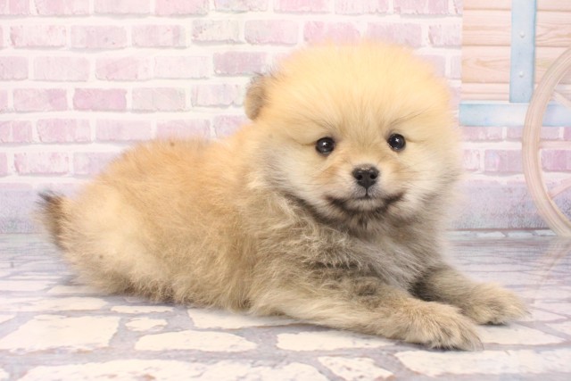 兵庫県のポメラニアン (Coo&RIKU神戸三宮店/2025年11月8日生まれ/男の子/ウルフセーブル)の子犬の2枚目の画像