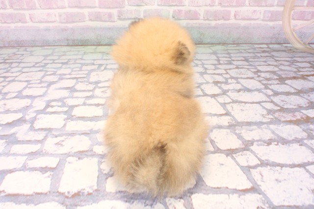 兵庫県のポメラニアン (Coo&RIKU神戸三宮店/2025年11月8日生まれ/男の子/ウルフセーブル)の子犬の4枚目の画像