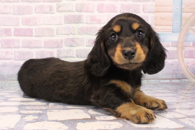 兵庫県のミニチュアダックスフンド(ロング) (Coo&RIKU尼崎店/2025年11月6日生まれ/女の子/ブラックタン)の子犬の2枚目の画像