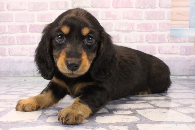 兵庫県のミニチュアダックスフンド(ロング) (Coo&RIKU尼崎店/2025年11月6日生まれ/女の子/ブラックタン)の子犬の3枚目の画像