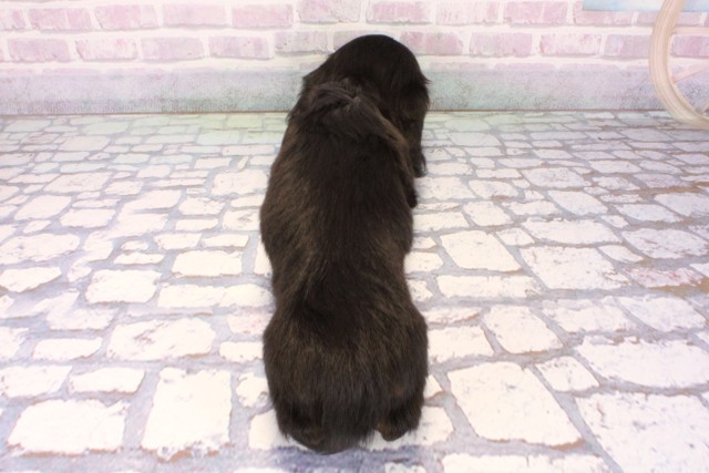 兵庫県のミニチュアダックスフンド(ロング) (Coo&RIKU尼崎店/2025年11月6日生まれ/女の子/ブラックタン)の子犬の4枚目の画像